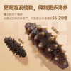 B1F 上品堂轻盐干海参       规格：500g/盒（81-100头） 商品缩略图5