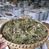 猪鬃草    小叶 商品缩略图1