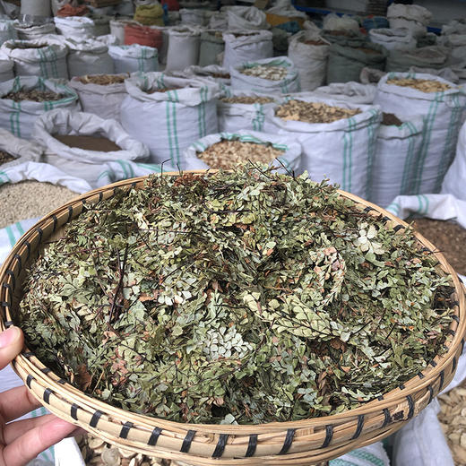 猪鬃草    小叶 商品图1