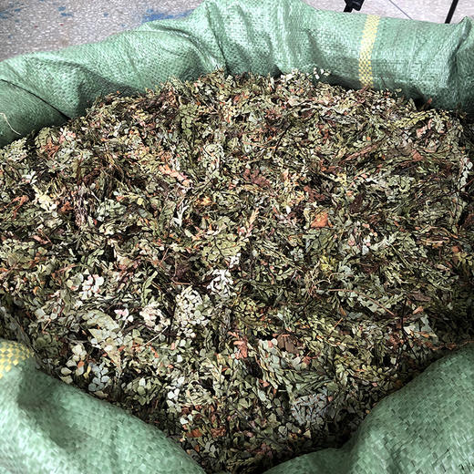 猪鬃草    小叶 商品图3