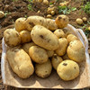 沙地农家黄心土豆，自己家地里种的，没有化肥4斤/袋！ 商品缩略图0