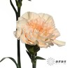 单头康乃馨 | 芙蓉 商品缩略图3