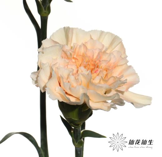 单头康乃馨 | 芙蓉 商品图3