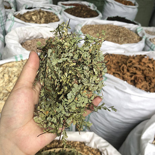 猪鬃草    小叶 商品图2