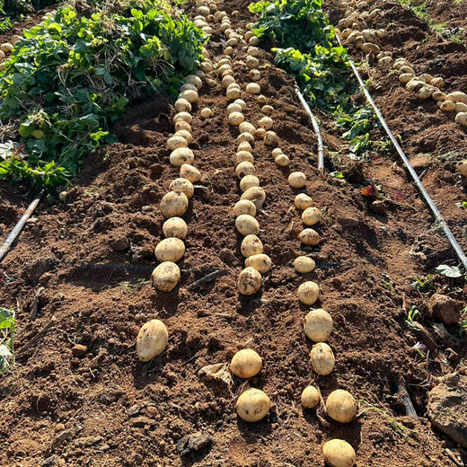 沙地农家黄心土豆，自己家地里种的，没有化肥4斤/袋！ 商品图1