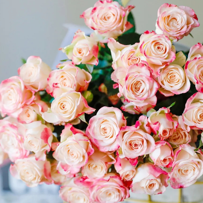 预售11号到货多头玫瑰折射一扎10支 一支多头支长50厘米