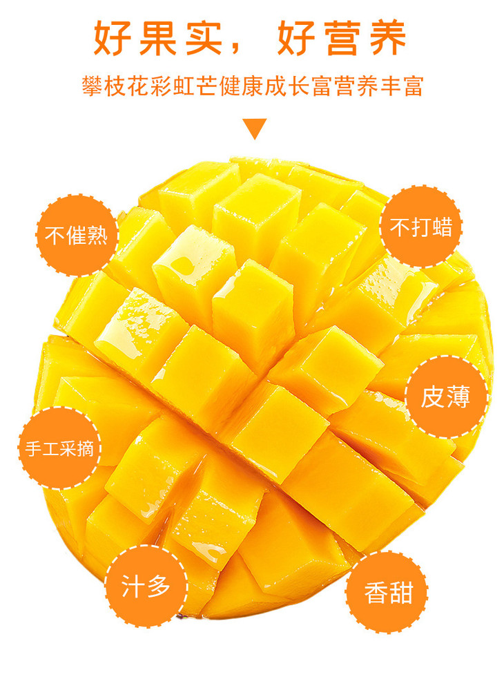 详情页-攀枝花彩虹芒_06