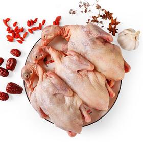 【基地直发】九华山新鲜鸽子3只装 每只300g+