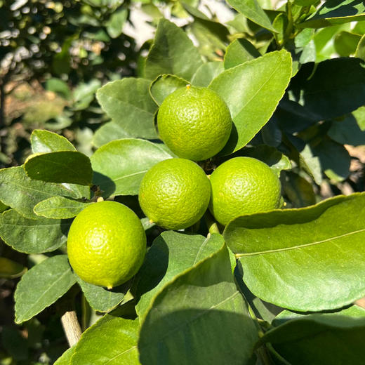 【产地直发】塔希提无籽柠檬 1斤装/4斤装 商品图5