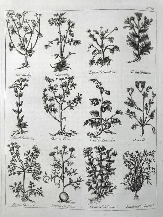 1789年 卡尔佩珀《英国医生与药草全书》 450余幅版画插图 漆布精装16开 商品图8