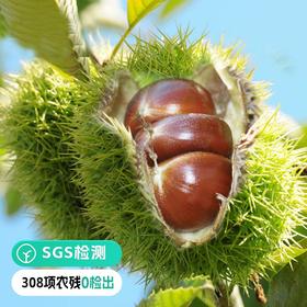 【远方检测SGS308项农残0检出 燕山山脉有机鲜板栗】栗香浓郁、清脆鲜嫩、甘甜细腻 2斤/5斤
