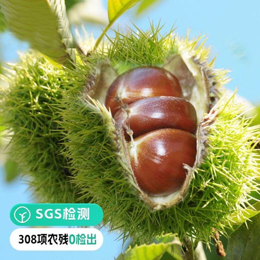 【远方检测SGS308项农残0检出 燕山山脉有机鲜板栗】栗香浓郁、清脆鲜嫩、甘甜细腻 2斤/5斤 商品图0
