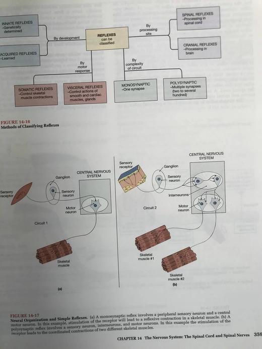 人体解剖图集 数千幅彩色插图 精装大16开 商品图13