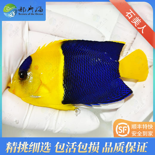 石美人Centropyge bicolor 商品图1