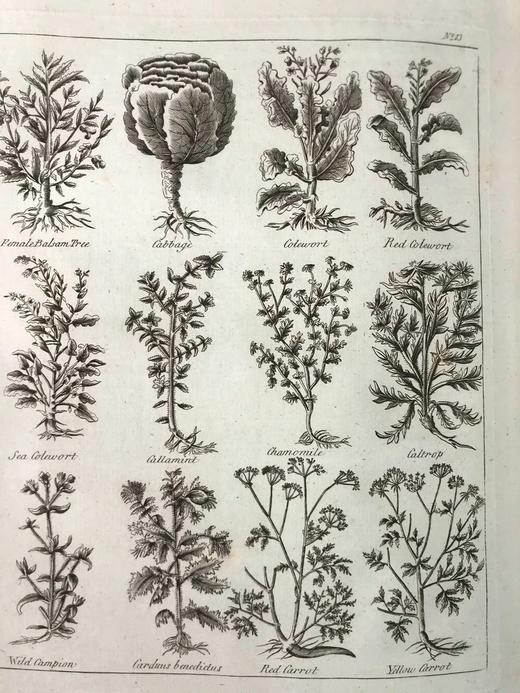 1789年 卡尔佩珀《英国医生与药草全书》 450余幅版画插图 漆布精装16开 商品图9