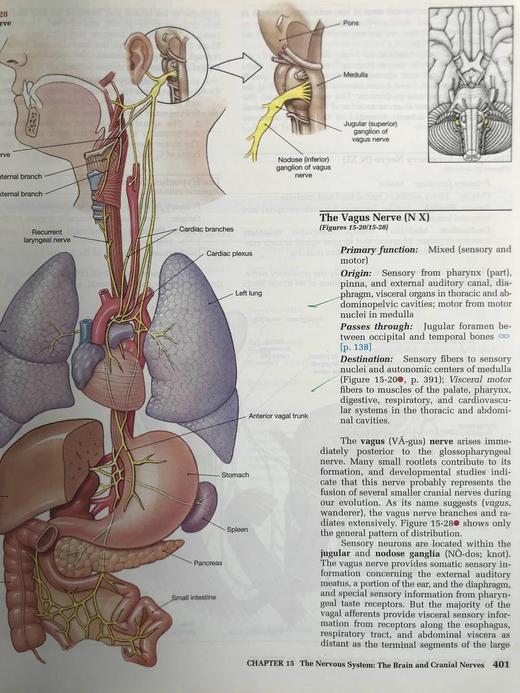 人体解剖图集 数千幅彩色插图 精装大16开 商品图12