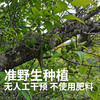 【高山现采发货较慢】云南高山准野放青梅/黄梅7月初 大理洱源产 树龄40年左右 海拔2500米森林 自然熟 5斤装 现采现摘 云南产地圆通发货（按订单顺序发货时效72小时，采摘后运下山发货，雨天延迟） 商品缩略图3