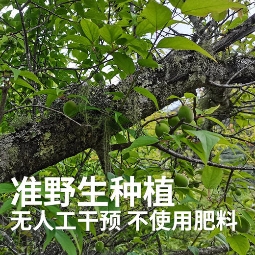 【高山现采发货较慢】云南高山准野放青梅/黄梅7月初 大理洱源产 树龄40年左右 海拔2500米森林 自然熟 5斤装 现采现摘 云南产地圆通发货（按订单顺序发货时效72小时，采摘后运下山发货，雨天延迟） 商品图3