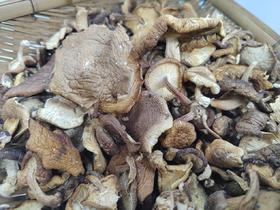 野生香菇干【产地直发】@康丽