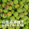 【高山现采发货较慢】云南高山准野放青梅/黄梅7月初 大理洱源产 树龄40年左右 海拔2500米森林 自然熟 5斤装 现采现摘 云南产地圆通发货（按订单顺序发货时效72小时，采摘后运下山发货，雨天延迟） 商品缩略图1