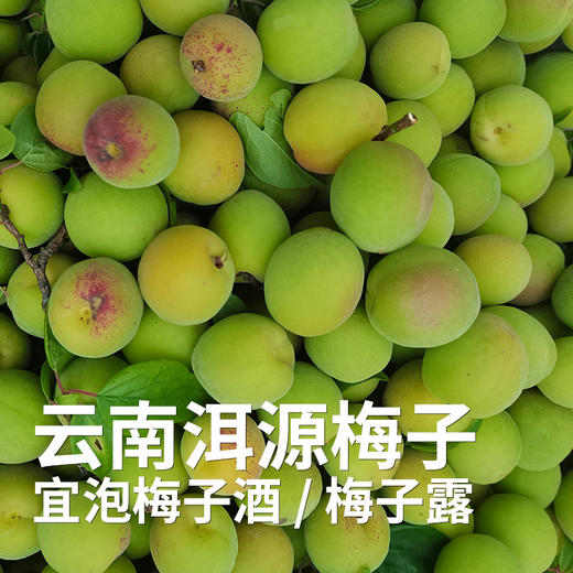 【高山现采发货较慢】云南高山准野放青梅/黄梅7月初 大理洱源产 树龄40年左右 海拔2500米森林 自然熟 5斤装 现采现摘 云南产地圆通发货（按订单顺序发货时效72小时，采摘后运下山发货，雨天延迟） 商品图1