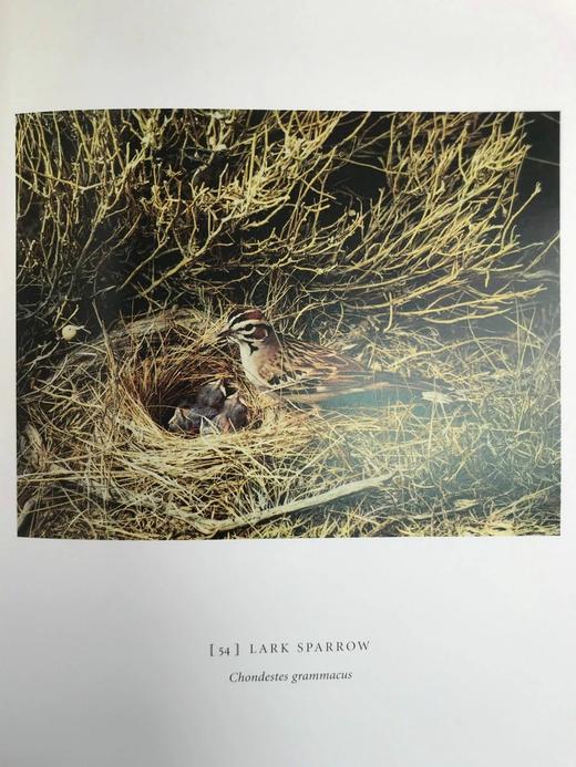 消失的鸣禽 126幅彩色插图 精装大16开 商品图8