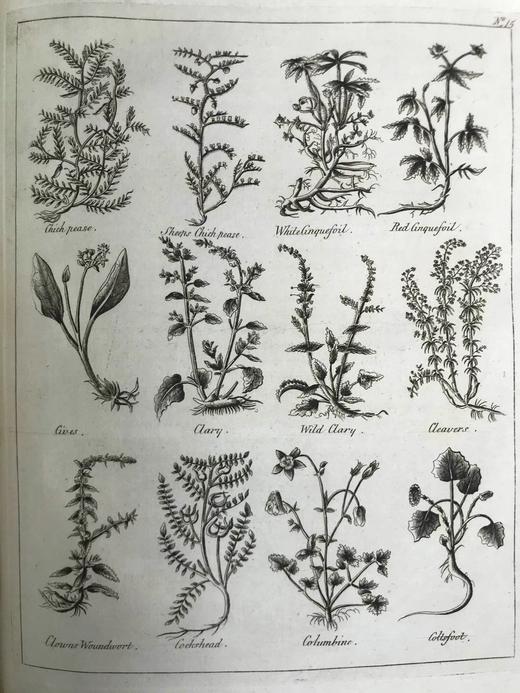 1789年 卡尔佩珀《英国医生与药草全书》 450余幅版画插图 漆布精装16开 商品图7