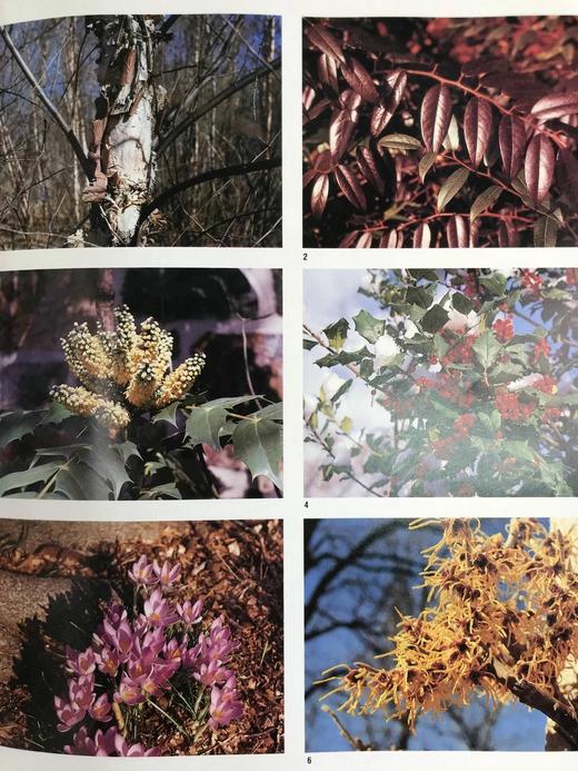 北美园艺指南 230余幅彩色插图 精装16开 商品图13