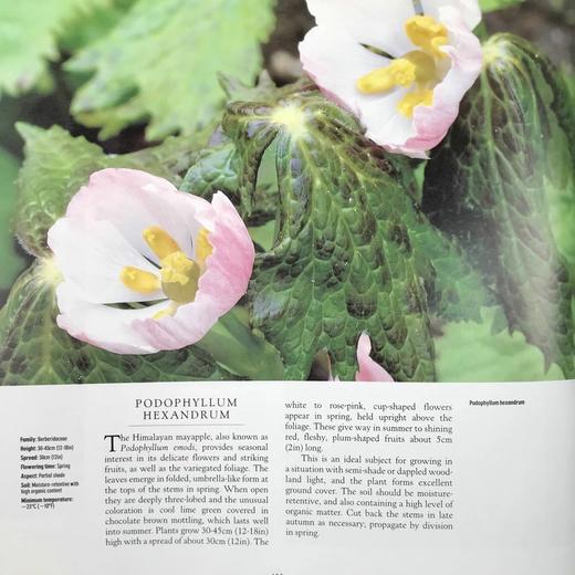 斑叶百科全书 数百幅彩色插图 精装16开 商品图10