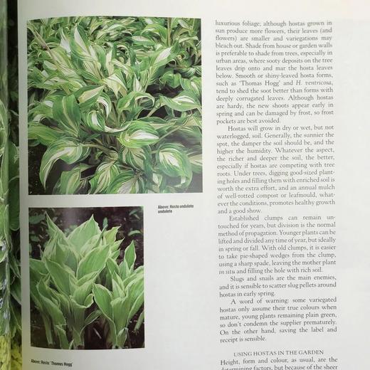 斑叶百科全书 数百幅彩色插图 精装16开 商品图12