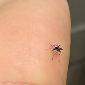 加库存啦【预售7天】6.7后陆续发出【限量供应 只上一次】 紫草膏