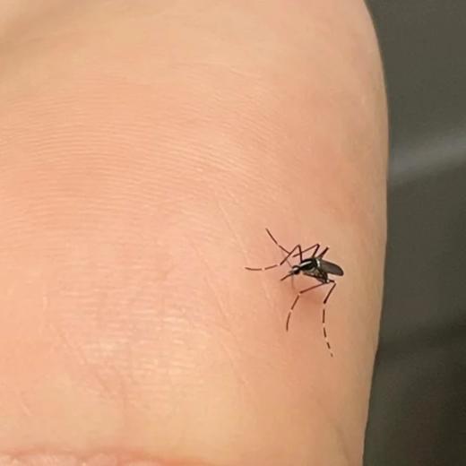 加库存啦【预售7天】6.7后陆续发出【限量供应 只上一次】 紫草膏 商品图0