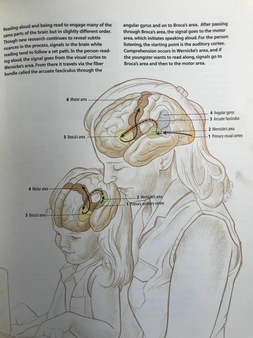 大脑的秘密生活 数百幅插图 精装16开 商品图14