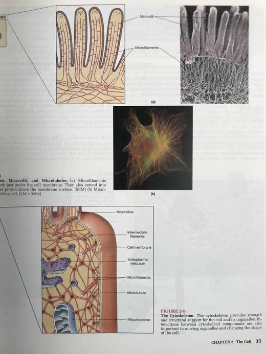 人体解剖图集 数千幅彩色插图 精装大16开 商品图10