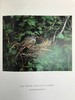 消失的鸣禽 126幅彩色插图 精装大16开 商品缩略图9
