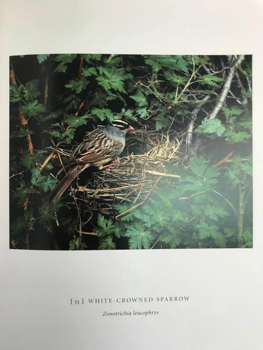 消失的鸣禽 126幅彩色插图 精装大16开 商品图9