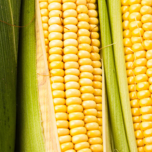 【贵泽甄选】一米距离 五常黄糯玉米 8根/10根 商品图3
