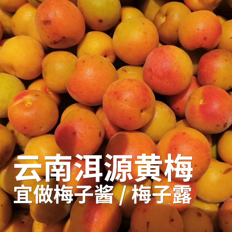 【高山现采发货较慢】云南高山准野放青梅/黄梅7月初 大理洱源产 树龄40年左右 海拔2500米森林 自然熟 5斤装 现采现摘 云南产地圆通发货（按订单顺序发货时效72小时，采摘后运下山发货，雨天延迟）