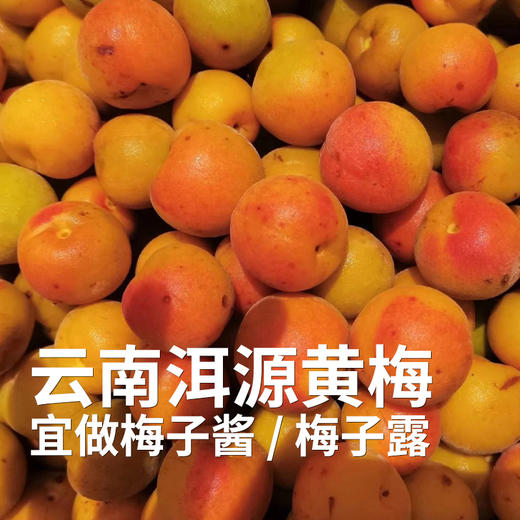 【高山现采发货较慢】云南高山准野放青梅/黄梅7月初 大理洱源产 树龄40年左右 海拔2500米森林 自然熟 5斤装 现采现摘 云南产地圆通发货（按订单顺序发货时效72小时，采摘后运下山发货，雨天延迟） 商品图0