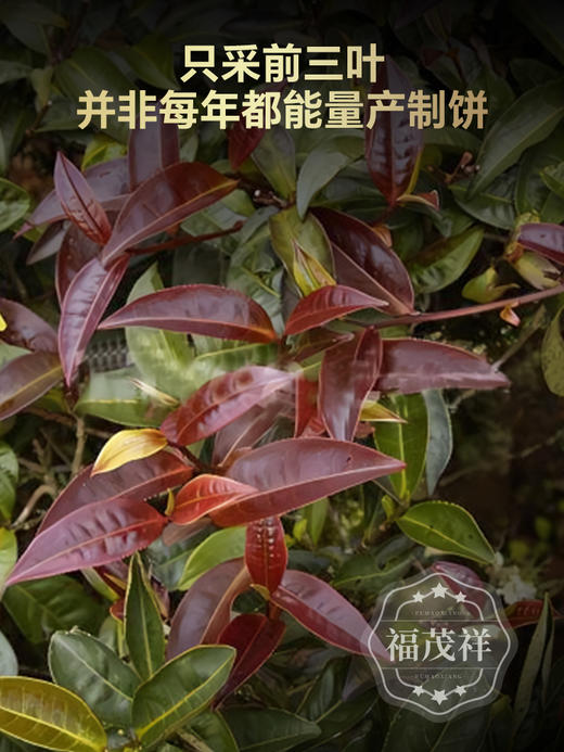 【紫芽】2024年春茶云南普洱生茶临沧茶区野放古树普洱茶357g饼茶 商品图1