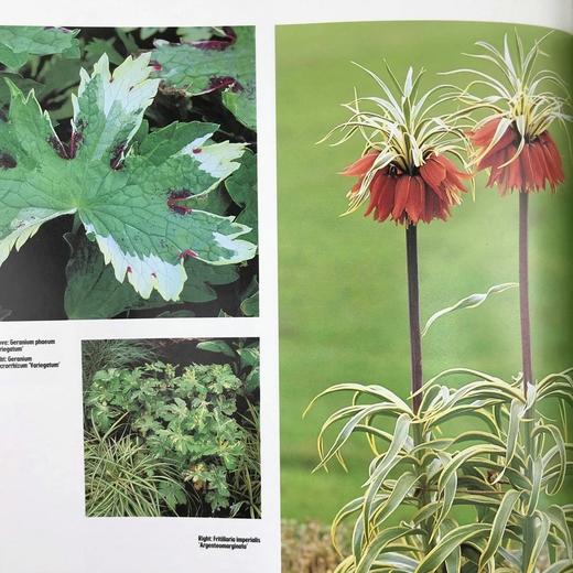 斑叶百科全书 数百幅彩色插图 精装16开 商品图14