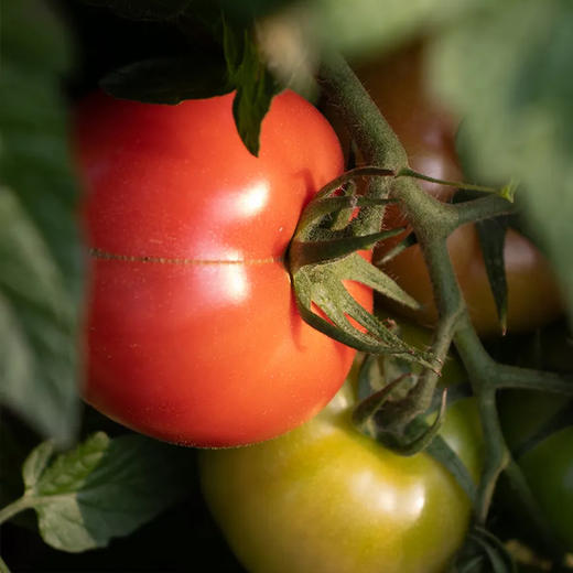 有机西红柿细面 商品图10