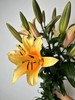 精品多头百合晚霞5支 商品缩略图3