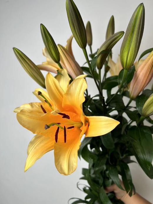 精品多头百合晚霞5支 商品图3