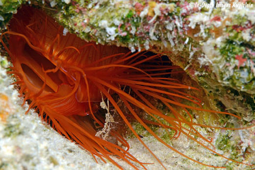 火焰贝 商品图0