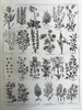1789年 卡尔佩珀《英国医生与药草全书》 450余幅版画插图 漆布精装16开 商品缩略图5