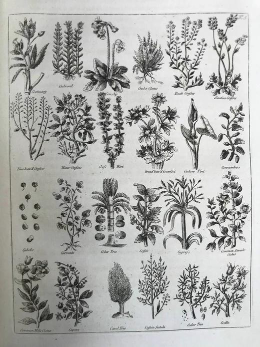 1789年 卡尔佩珀《英国医生与药草全书》 450余幅版画插图 漆布精装16开 商品图5