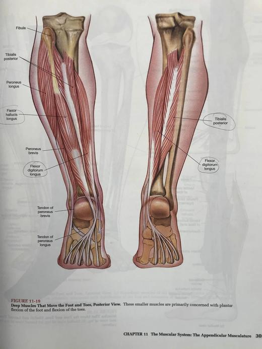 人体解剖图集 数千幅彩色插图 精装大16开 商品图14
