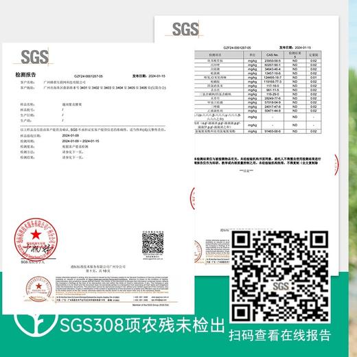 【检测SGS308项农残未检出-越南进口kingsize王级紫衣腰果】心选A180超级大果 蛋白质约等于纯牛奶6.6倍!酥脆可口回味甘甜 商品图2