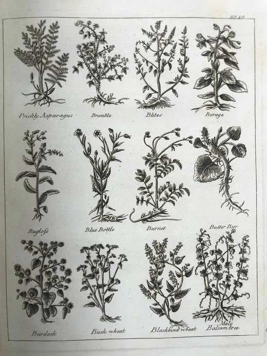 1789年 卡尔佩珀《英国医生与药草全书》 450余幅版画插图 漆布精装16开 商品图10